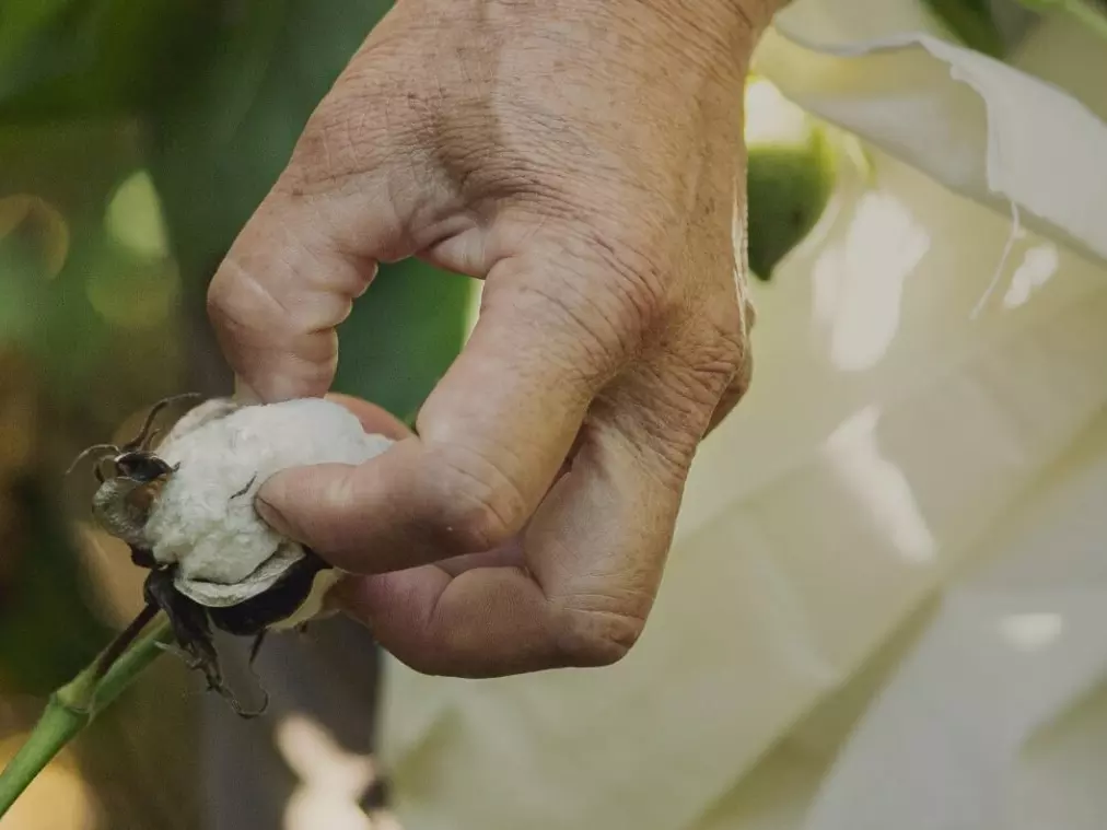 Nabavkom pamuka kroz Better Cotton doprinosimo podizanju standarda proizvodnje pamuka, kao i pomaganju farmerima i lokalnoj sredini.